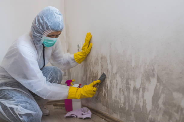 Best Emergency Mold Remediation in Vilge St George, LA