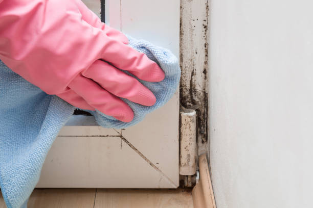 Best Kitchen Mold Remediation in Vilge St George, LA